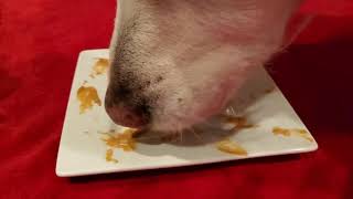 Happy Dog Licking Peanut Butter Off Small Plate - ASMR - Golden Retriever - Galaxy S10e Stereo Sound