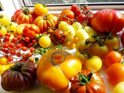 Необычные, экзотические и редкие сорта томатов. Лидеры продаж 2016 года!