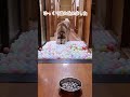 大型犬3頭いる廊下にボールプールを作ってみたら…#shorts