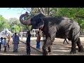 Unbelievable moment esala Perahera wildlife elephant Kataragama Sri Lanka #elephant #wildlife