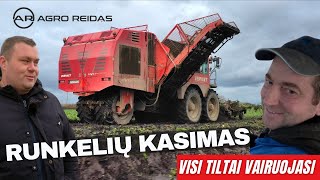 Kiek nukasa cukrinių runkelių per sezoną? || AGRO REIDAS