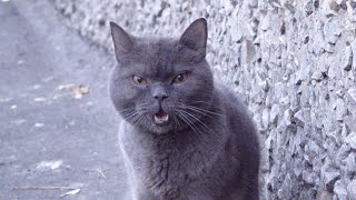 Grey cat meows and Calico cat without a tail