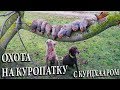 Охота на куропатку с курцхааром. Стойка легавой по подранку ))) Охота по перу в Белоруссии