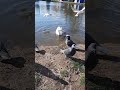 лебедь🦢чайки🦆утки и эти🕊🕊