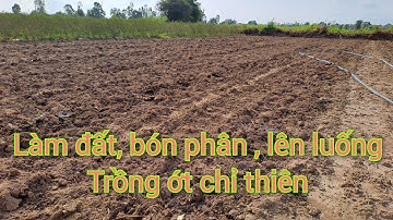 Làm đất, bón phân chuẩn bị trồng ớt (Lưu ý quan trọng )@mvtv-mietvuontravinh