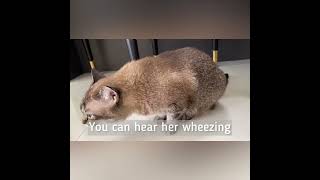 Cat Coughing  Cat having asthma attack
