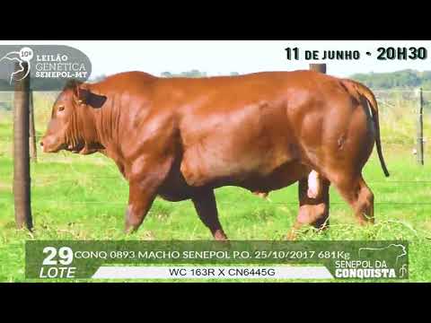 LOTE 29   CONQ 893