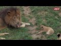 Tomo and Asali's Lion Cubs' First Outing