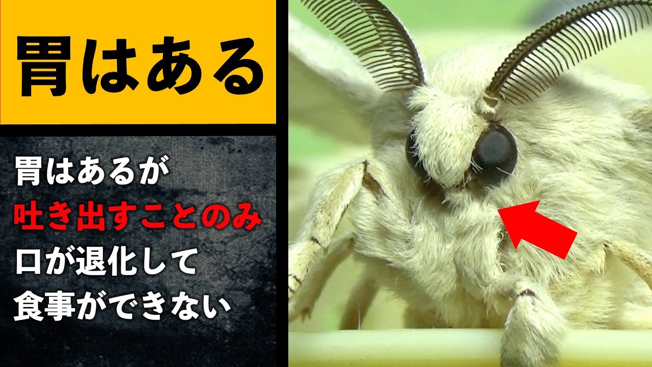カイコガ 口がない, カイコガの幼虫 – 蚕を成虫にしてはいけない理由は?繁殖禁止との関係は本当? – NXFJO