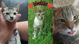 Cat World 😺😺❤️ #catlover #cat #cutecat #pet #shortvideo