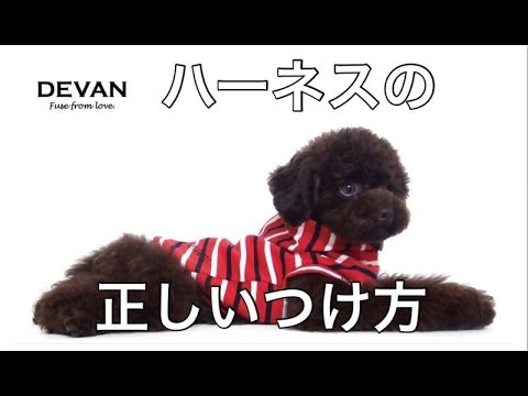 Devan 3dリボンハーネスの正しい付け方 Youtube