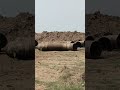 20 inch pipe line offset making|adani power plant mirzapur #fabrication #shortvideo #viralshort