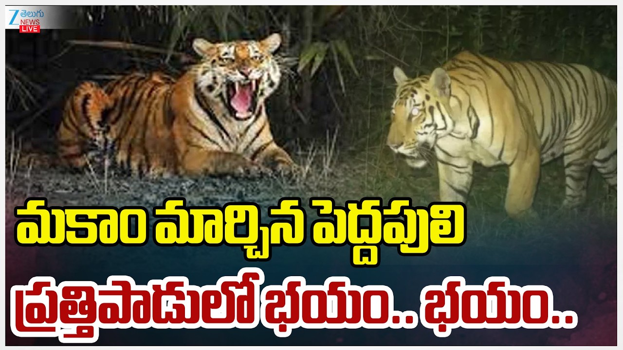 Tiger Live Updates Tiger Fear at Prathipadu | మకాం మార్చిన పెద్దపులి ప్రత్తిపాడులో భయం.. భయం..