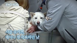 A rural shelter dog comes to Seoul and his reactions on his first bath | Maru EP.3