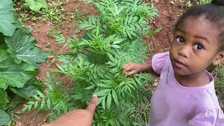 @PatNeelyBBQKing  Gardening with the kids