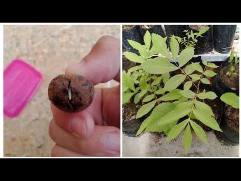 فيديو: العناية بشجرة البقان - تعلم كيفية زراعة شجرة البقان