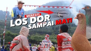 REAL !!! MERPATI LOS DOR LANGSUNG MATI