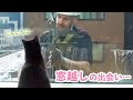 こんな素敵な出会いがあるなんて…♡ 猫さんと窓拭きおじさんの優しい友情の物語【PECO】