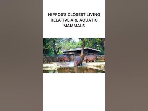 HIPPOS'S CLOSEST LIVING RELATIVE ARE AQUATIC MAMMALS - YouTube