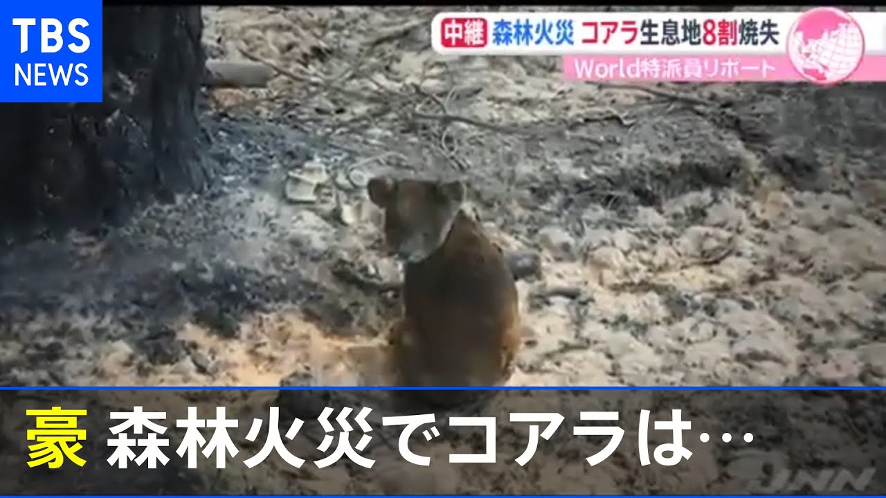 森林火災で島半分が焼失 豪 カンガルー島のコアラの今 あさチャン Youtube