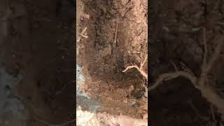 House leak detection and repaired in Macgregor