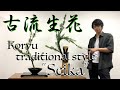 【生け花】古流の伝統様式「生花」をご紹介(花材：チョウセンマキ)【Ikebana】