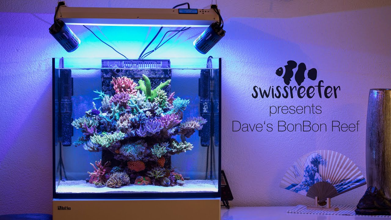 40 Acroporas in a Red Sea Reefer 170 | Dave's BonBon Reef [Swissreefer  presents]