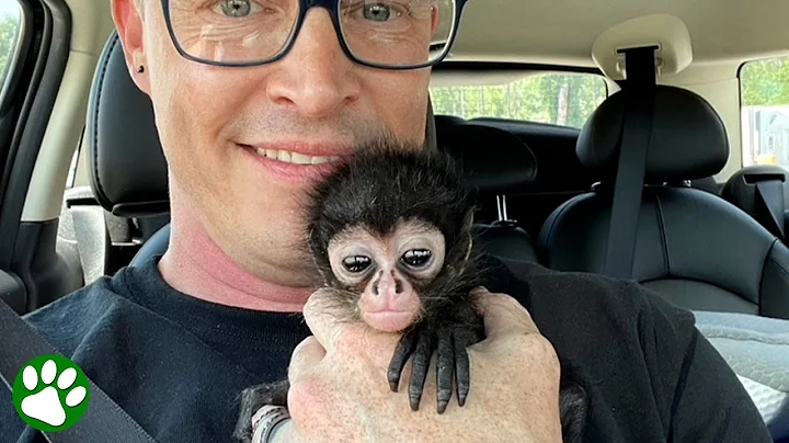 Adorable baby monkey melts hearts whether he sits, runs, jumps or wreaks havoc