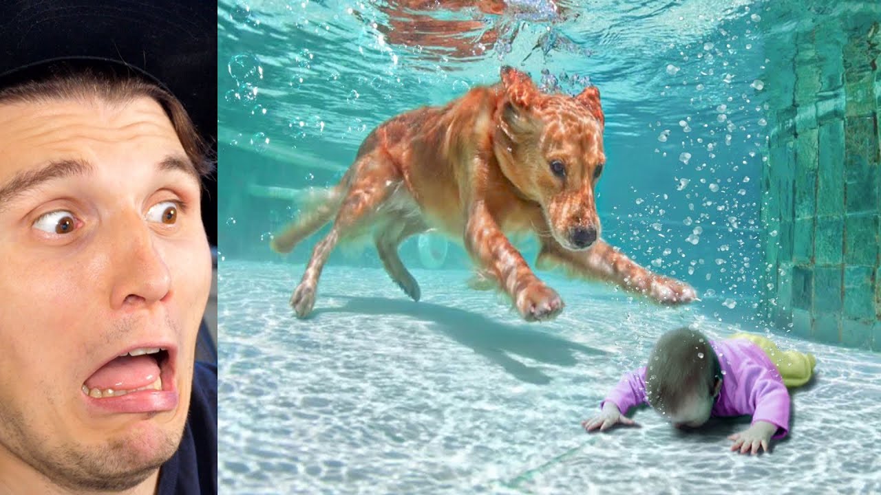 Paluten REAGIERT auf 12 tierische Helden, die Menschenleben gerettet haben