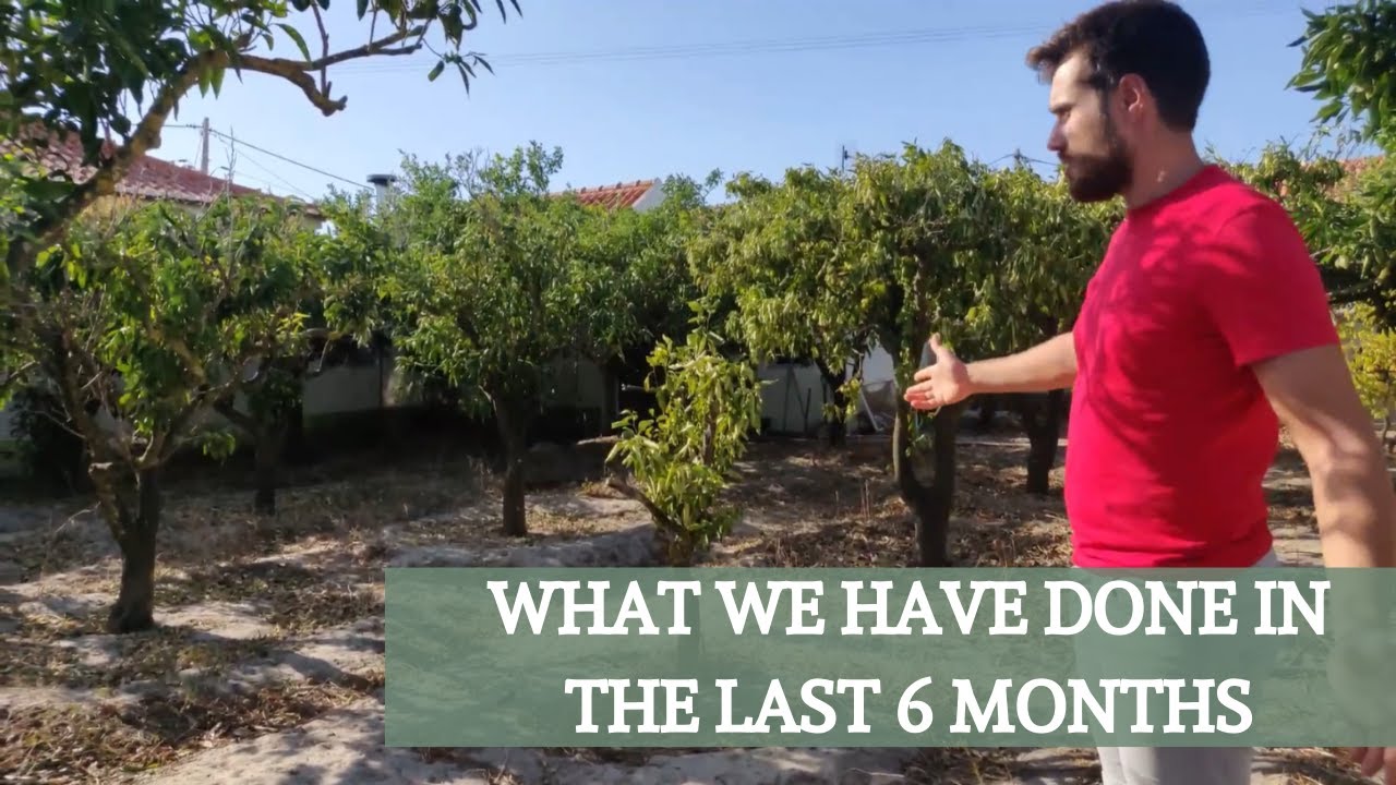 6 MONTHS BACKYARD TRANSFORMATION - URBAN PERMACULTURE - MEDITERRANEAN GARDEN - PORTUGAL