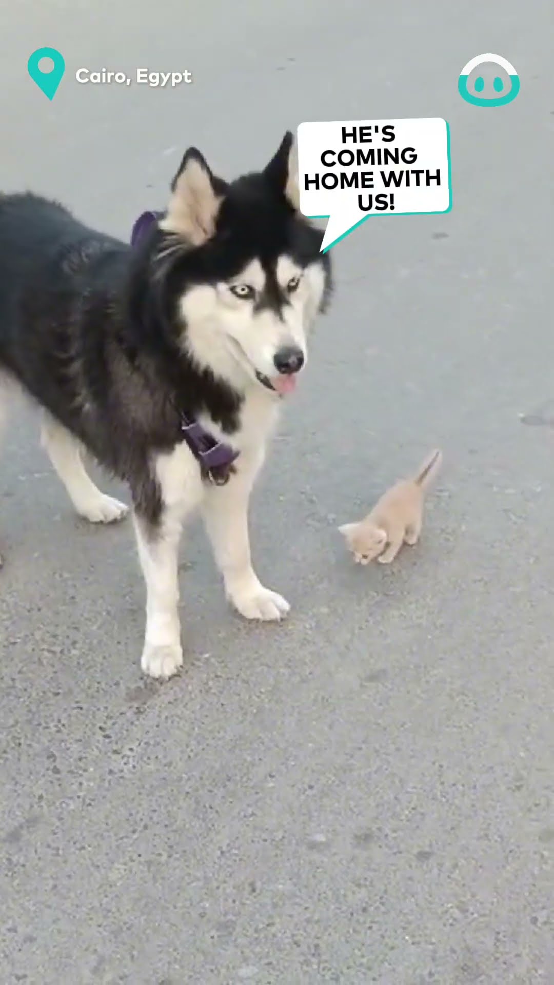 Husky Makes Buddies with Kitten || ViralHog