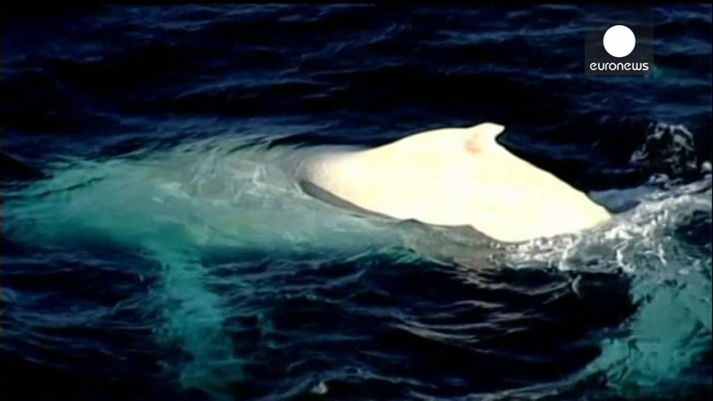 Migaloo the white whale makes his annual migration past Australia