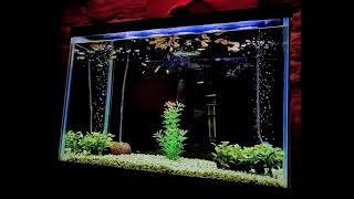 Fish Tank Slomo