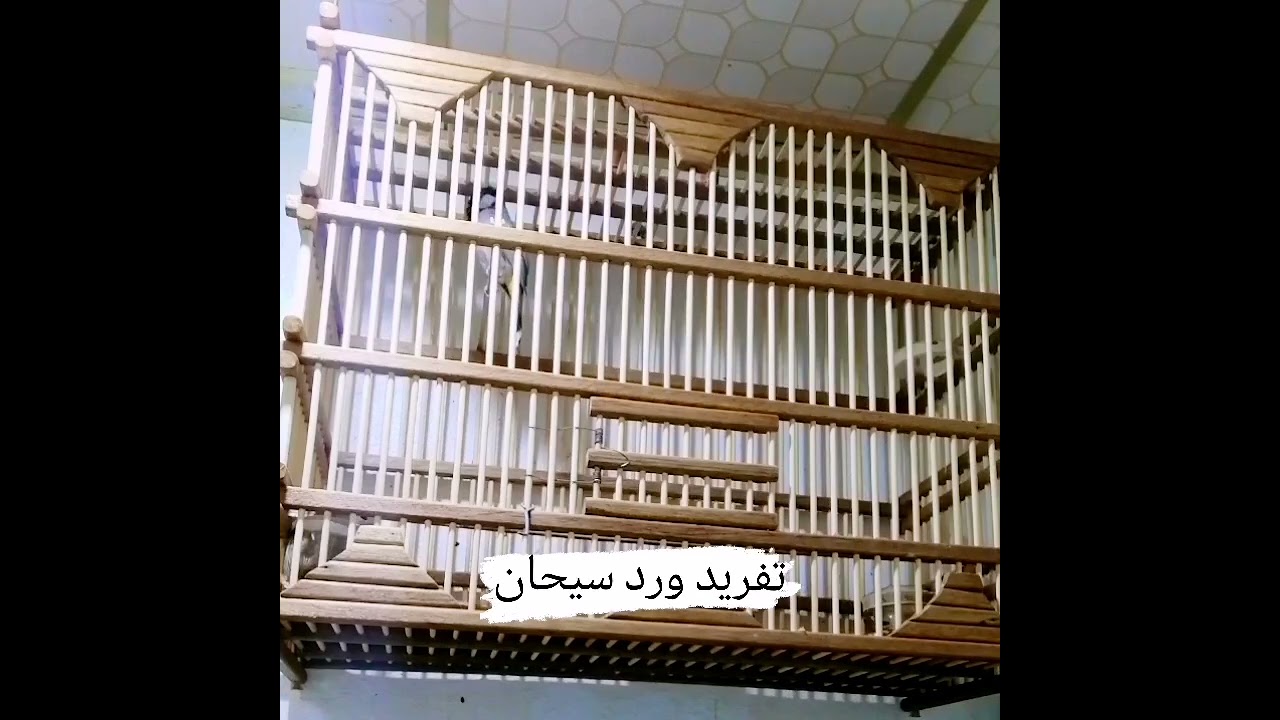 بلبل سيحاني طور مشروع