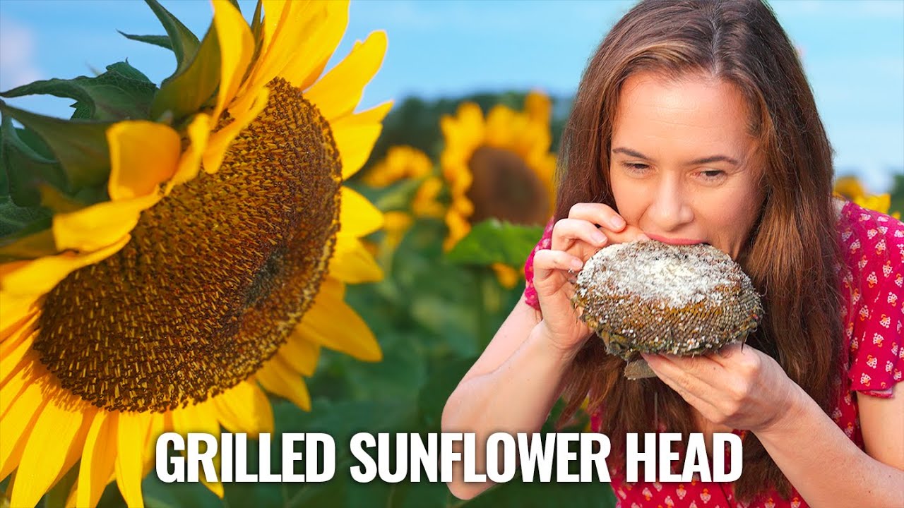 Can pollenfree sunflowers produce seed? YouTube