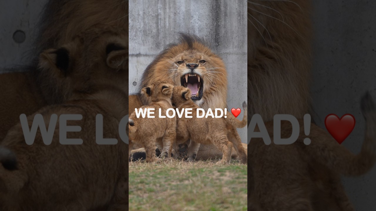 カッコいいパパが大好き！デンとアルが父アースに甘える🦁💕｜のんほいパーク #shorts