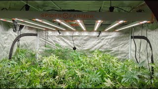 Mastering Plant Training: SCROG Net Training and Defoliation Techniques for Your Grow