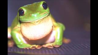 Wicked Funny - Happy Birthday Bi-Atch Super Cute Frog Version