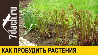 🌼 Как Пробудить Многолетние Растения - 7 Дач