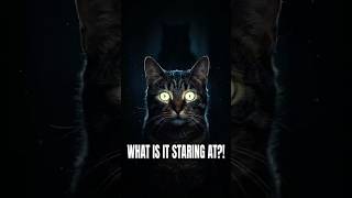 Your Cat Isn’t Staring at Nothing… #petfacts  #cats  #mystery  #animals  #shorts