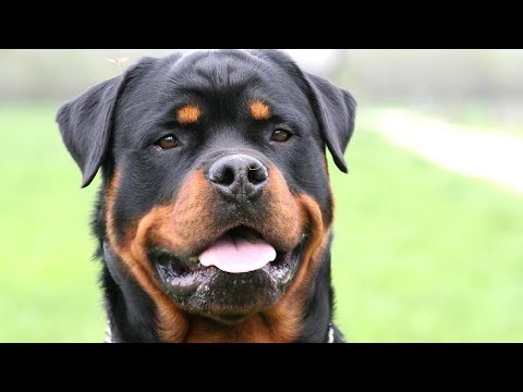 Video: Cum Arată Un Rottweiler