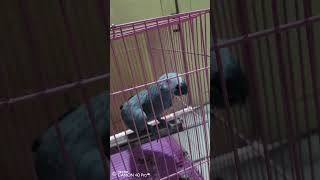 Smart parrot on YouTube @YouTube @Short @BrijnandanYoutuber