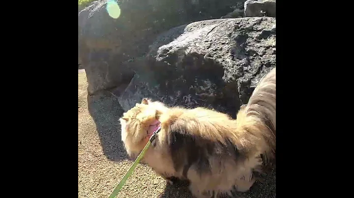 Video 4920481: chinchilla golden persian cat, cute chinchilla golden persian, cute persian cat japan