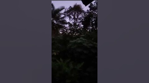 Rain Forest Dawn Chirping Deep In A Fissure Below The Cliff, Pacitan Regency, Java, Indonesia, 2024