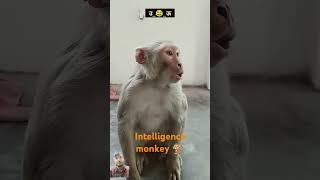 Intelligence Monkey shorts ytshorts surajroxcomedyrealfools mayar Bandhon 1