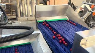 Industrial Cherry Tomato Bubble Washing Machine | Fruit and Vegetable Cleaning Equipment
