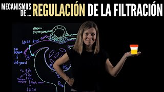 Nefrología IV: Regulación de la filtración glomerular (la Mácula densa)