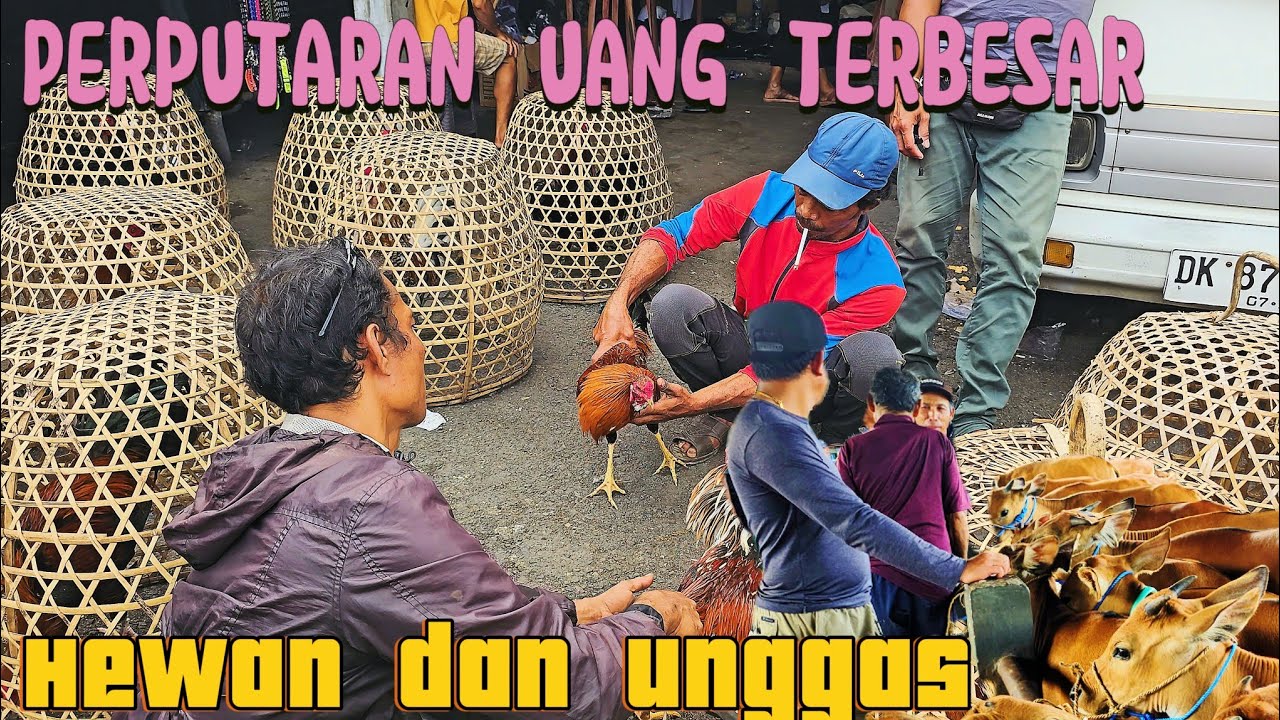 TRANSACTION FANTASTIC ❗Walking Around pasar Beringkit MENGWI BALI#pasarayam #ayamaduanindonesia