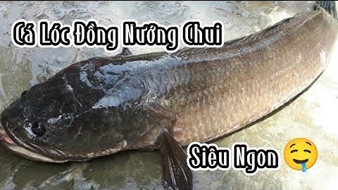 Cá lóc đồng nướng chui