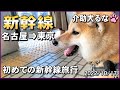 【介助犬】車椅子と柴犬介助犬の二人旅。名古屋から新幹線で東京へ帰ります